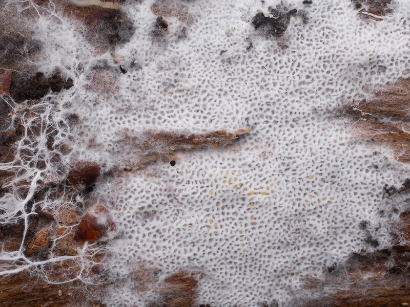 Trechispora hymenocystis Trechispora hymenocystis